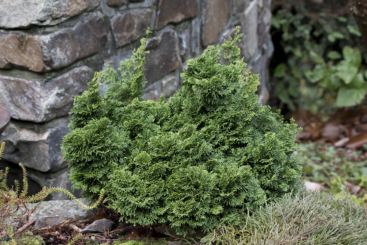 obtusa nana gracilis.jpg